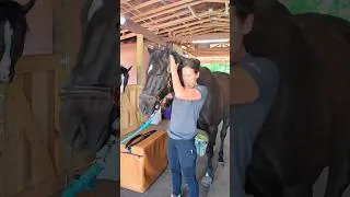 Thumbnail: Working On Horses! 🐴