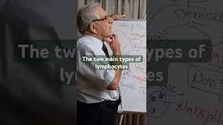 Thumbnail: The two main types of lymphocytes are B lymphocytes (B cells) and T lymphocytes (T cells)