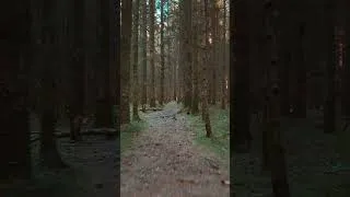Thumbnail: Drone Flight Through the Trees #fpv #dronescapes #adventure