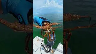 Thumbnail: I Tried Lobster Fishing 🐟🎣