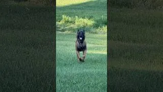 Thumbnail: Belgian Malinois Loving Life!