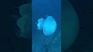 Thumbnail: Few days ago in the Adriatic sea. First time I saw a jellyfish with followers:)