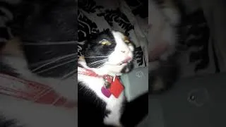 Thumbnail: Happy birthday Calliope