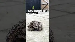 Thumbnail: When life gets too much… sometimes you just need a nap 🤷🏻‍♂️#lazy #hedgehog