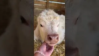 Thumbnail: Mini Cow Canada, Clarington