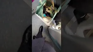 Thumbnail: Arriva Midlands Announcements (Last Stop)