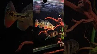 Thumbnail: Predators mode ON 💀 #monsterfish #fish #peacockbass #peacockbasstank #fishtank