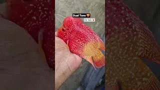 Thumbnail: For sale #monsterfish #flowerhorn #kamfa #fish #exoticaquariumfish