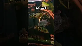 Thumbnail: FOGO is Bulking up 🫡 #monsterfish #peacockbass #fish #aquarium #exoticaquariumfish #fishtank