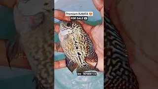 Thumbnail: Premium kamfa 😍 #monsterfish #kamfa #flowerhorn