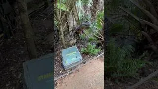 Thumbnail: Utahraptor versus Velociraptor | Cretaceous Dinosaurs #geology #dinosaur