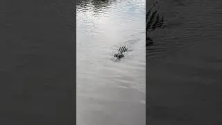 Thumbnail: The First Alligators were from 37 million years ago and found in South Dakota!  #geology