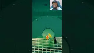 Thumbnail: I Am Fish Final Escape Funny Moments Shorts