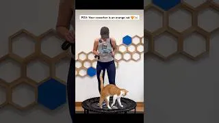 Thumbnail: Co-worker 🧡🐈 #orangecat #cats #rebounderworkout #minitrampolineworkout #workfromhome