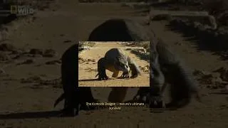 Thumbnail: #animals #viralshort #shortsvideo #facts #learning #learn #funny #scary #dragon