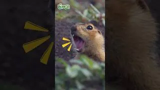 Thumbnail: Can Bear Poop Change Color? | Earth Rangers