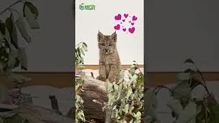Thumbnail: Have You Ever Seen a Baby Lynx Before? | Earth Rangers