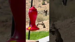 Thumbnail: Hummingbirds The Tiny Birds That Break the Rules!