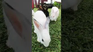 Thumbnail: cute animal #animals