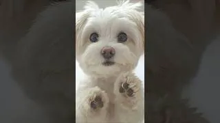 Thumbnail: cute animals
