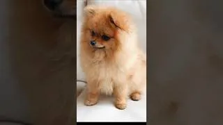 Thumbnail: cute dogs