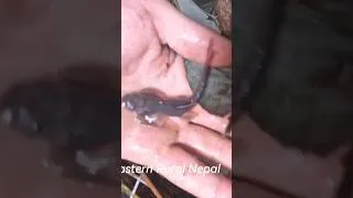 Thumbnail: Catching bitter fish in the eastern rural areas of Nepal. #villagelifeinindia #villagelifestyle