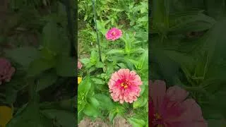 Thumbnail: Zinnias Brighten Your Day!