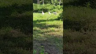 Thumbnail: Nature Calls with the Girls
