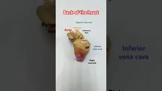 Thumbnail: Posterior & Inferior surfaces of Heart @Easy_Anatomy #anatomy #medical #nursing #youtubeshorts