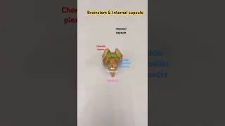Thumbnail: Brainstem & Internal Capsule @Easy_Anatomy #medical #anatomy #nursing #srilankaneducation #short