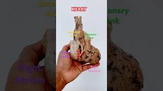 Thumbnail: HEART @Easy_Anatomy #medical #anatomy #biology #science #nursing #education #shorts #creator