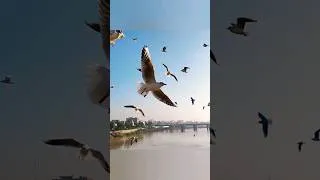 Thumbnail: A sunny day with migratory birds
