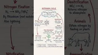 Thumbnail: nitrogen cycle #fyp