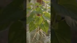 Thumbnail: The 5 benefits of sweet potatoes for planted aquariums