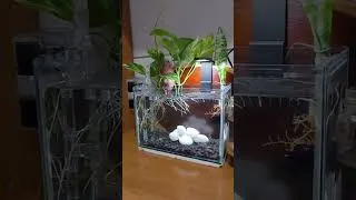 Thumbnail: The 3 Best Land Plants for Aquariums (Living Aquarium)
