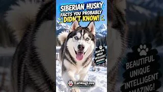 Thumbnail: Siberian Husky Facts You Probably Didn’t Know! 🐺 #SiberianHusky #HuskyFacts #Husky