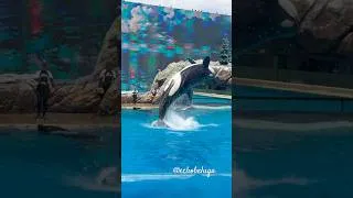 Thumbnail: “Everything in the center is a backdive” -Corky probably