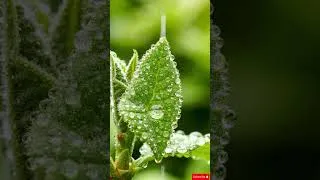 Thumbnail: Calm and Romantic Music with Vibes | #shorts #viral