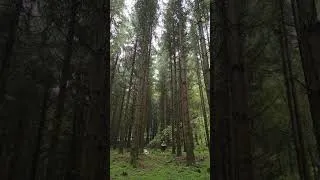 Thumbnail: Sounds of the Forest