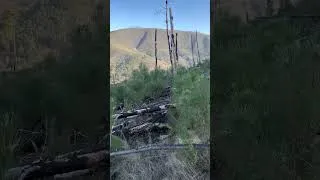 Thumbnail: This is what a forest recovering after a wildfire looks like