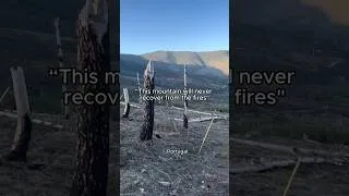 Thumbnail: This mountain in Portugal kept burning. So we’re working to restore it 🌳