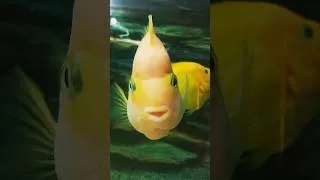 Thumbnail: Meet the Fish With the Cutest Smile Ever! 🐠💛