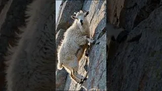 Thumbnail: The Fearless Mountain Goat That Defies Gravity! 😱🐐 #shorts #animals