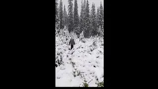 Thumbnail: Belgian hikers recount 7-hour trek in Jasper snowstorm