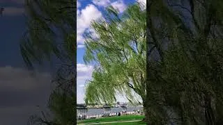 Thumbnail: Peaceful Moments: Leaves in the Wind
