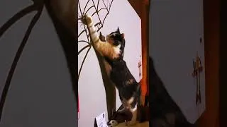 Thumbnail: Diddy Kitty Put a Spell on You…. (Halloween-themed cat playing :D )