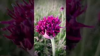 Thumbnail: Nature’s Spring Flower Fireworks!