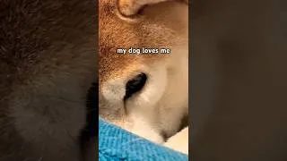 Thumbnail: WAKE UP DOGE #cutenessoverload