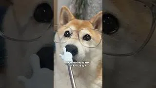 Thumbnail: four eyed doge boopin #cutenessoverload