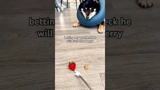 Thumbnail: burnt strawberry toast doge